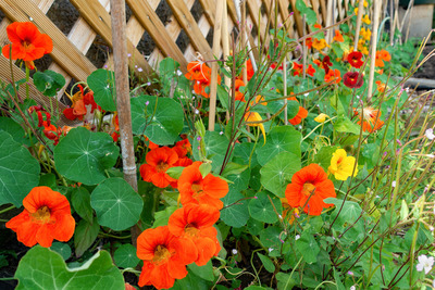 Community Garden