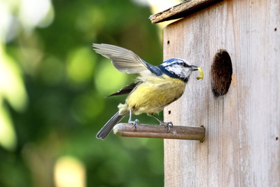 6 - Wildlife Neighbours